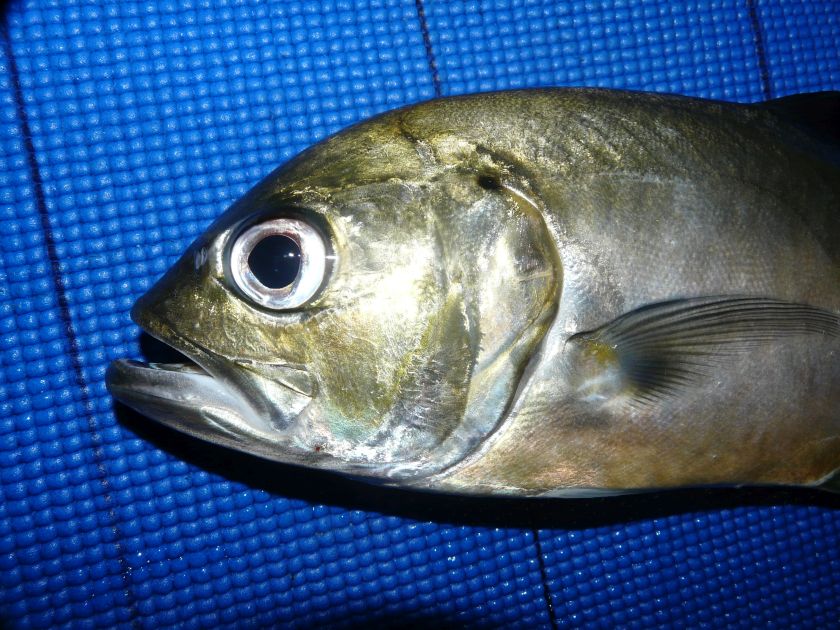 Fish Facts Bigeye Trevally Fishing World